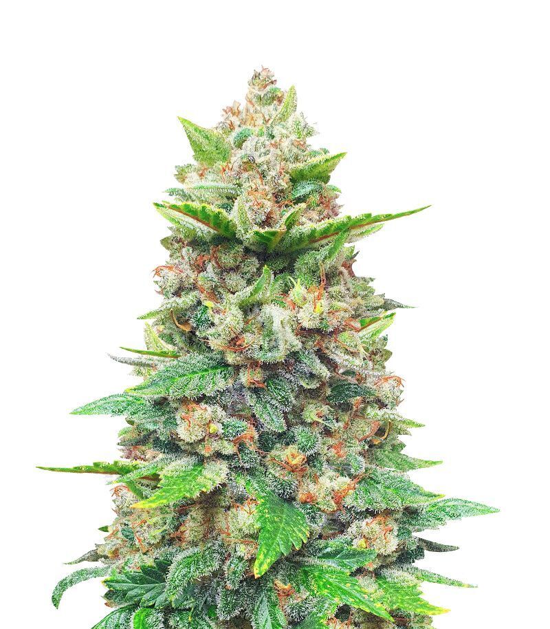 Strawberry Pie Auto, Фасовка: 3